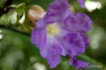 Strobilanthes callosus flower1.jpg
